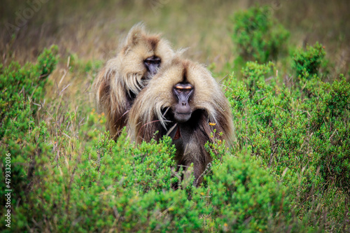 Wallpaper Mural Endemic Gelada Baboons, also called bleeding-heart monkey, eating green grass in the Simien Mountains, Northern Ethiopia  Torontodigital.ca