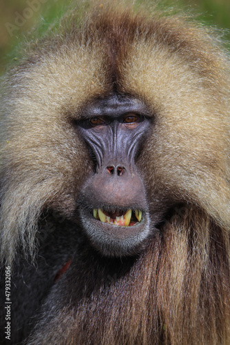 Wallpaper Mural Close up portraits of Endemic Gelada Baboons, also called bleeding-heart monkey, living in the Ethiopian Highlands only, Simien Mountains, Northern Ethiopia  Torontodigital.ca