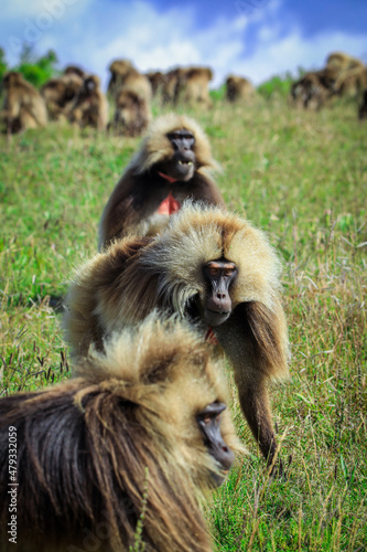 Endemic Gelada Baboons  also called bleeding-heart monkey  eating green grass in the Simien Mountains  Northern Ethiopia 