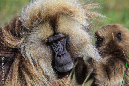 Wallpaper Mural Close up portraits of Endemic Gelada Baboons, also called bleeding-heart monkey, living in the Ethiopian Highlands only, Simien Mountains, Northern Ethiopia  Torontodigital.ca