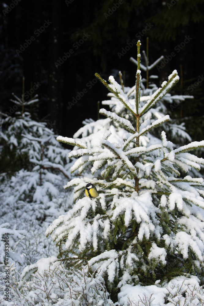 Great tit sitting on a small snowy Spruce tree in wintry boreal forest in Northern Europe. Great tit sitting on a small snowy Spruce tree in wintry boreal forest in Northern Europe.