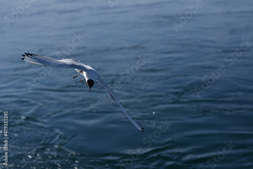 seagull in flight