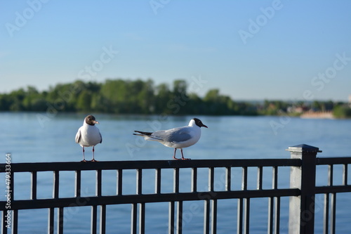 seagulls on the pier