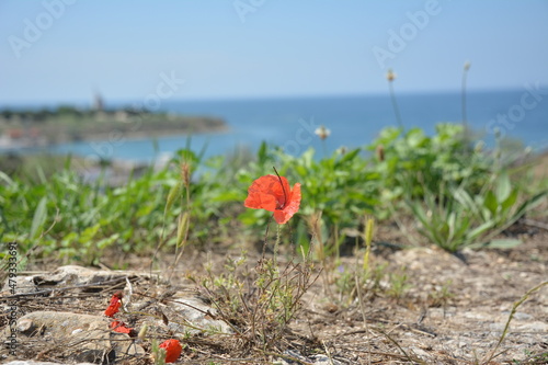 flowers on the beach