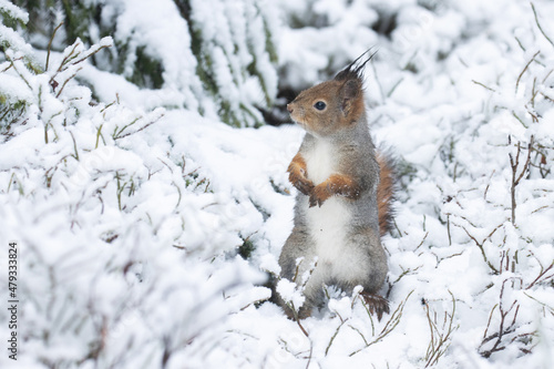 Anxious Red squirrel, Sciurus vulgaris standing on a snowy ground in Estonian boreal forest. 