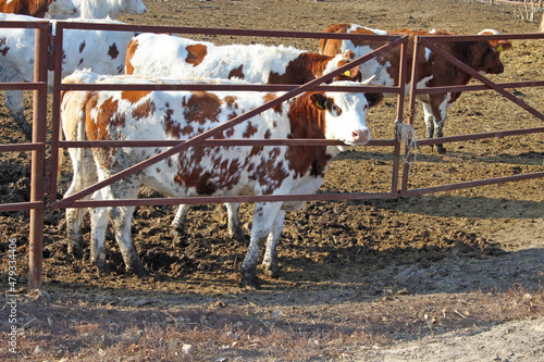 Cows behind a fence at a dairy farm, Vinnytsia region, Ukraine