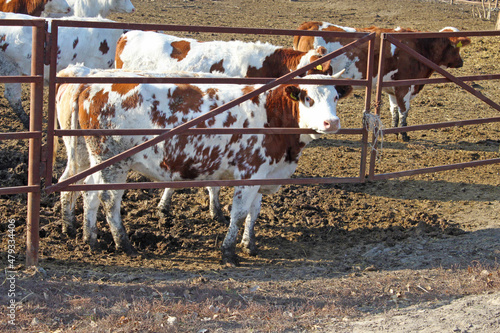 Vászonkép Cows behind a fence at a dairy farm, Vinnytsia region, Ukraine