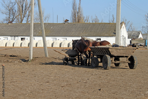 Horses harnessed to a cart, Vinnytsia region, Ukraine photo
