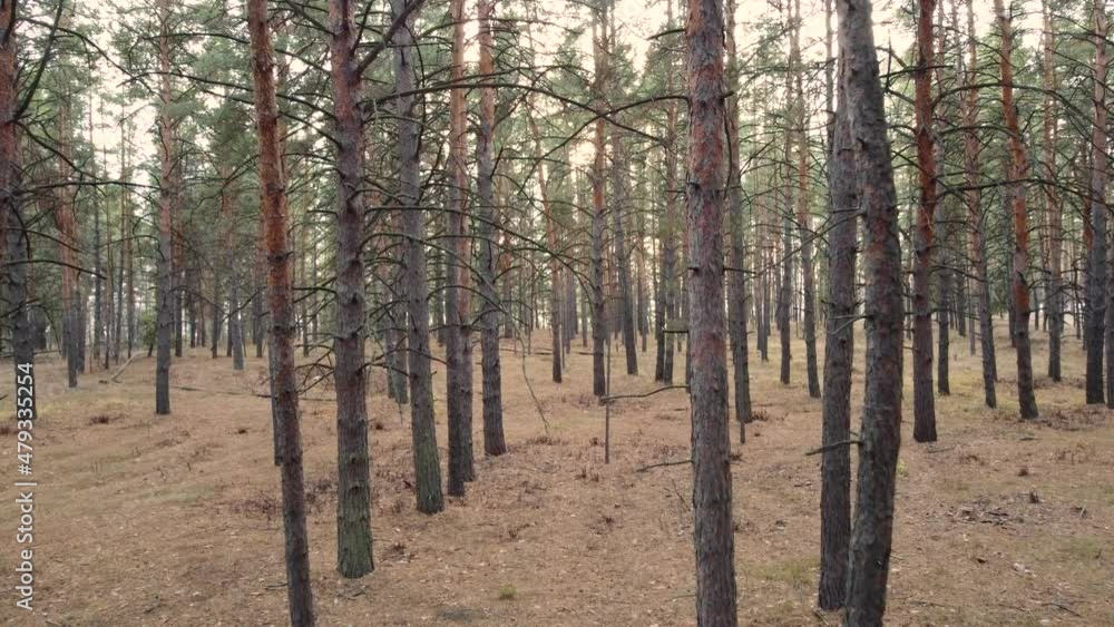 Slow flight on a drone through a pine forest in autumn. Slow flight on a drone through a pine forest in autumn.