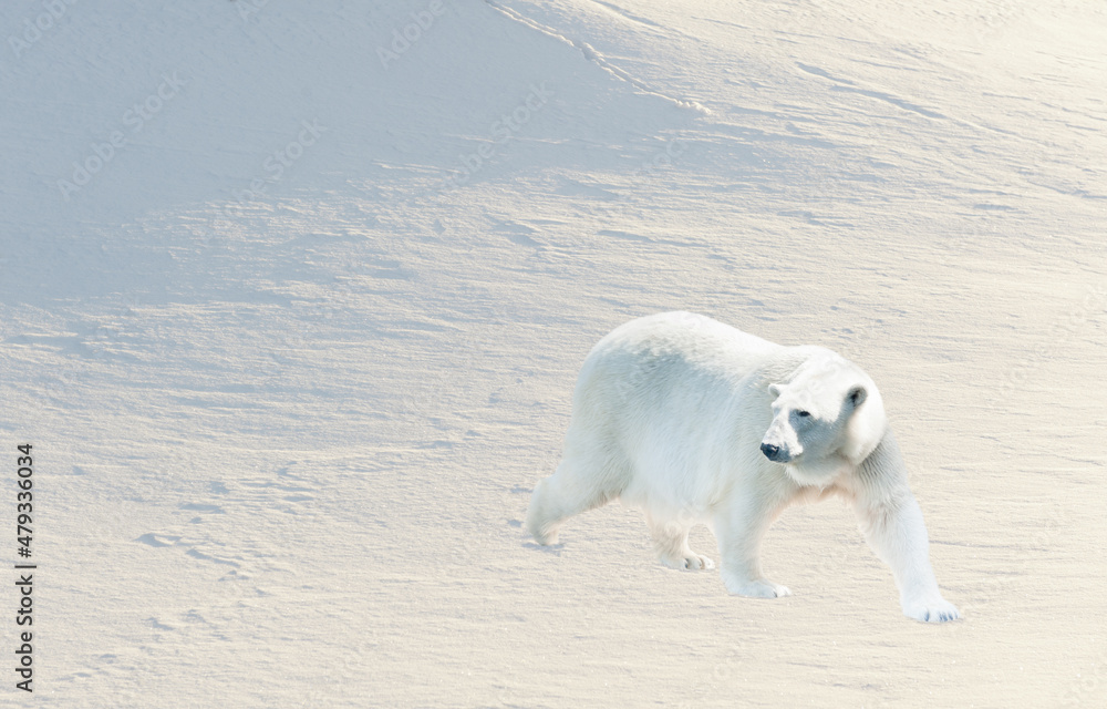 Polar bear is going against snow background Polar bear is going against snow background