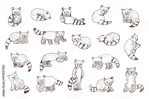 Red Panda asian animal vector illustrations set