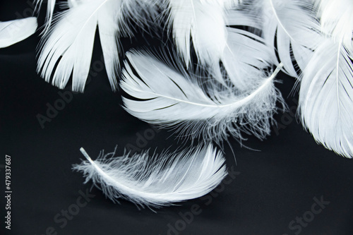 A white feathers isolated on a black background