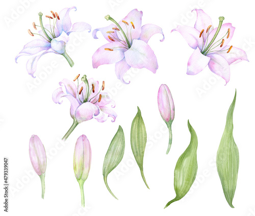 White pink lilies, a set of watercolor elements, flowers and buds
