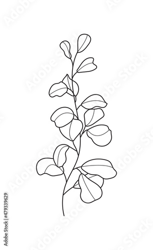 Eucalyptus branch vector in line style. Bohemian eucalyptus leaves, plant on isolated background.