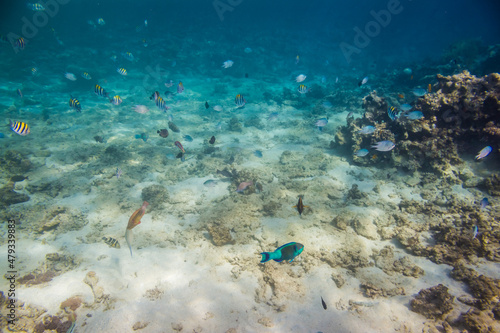 beautiful fish swim between coral reefs in the warm clear waters of the Red Sea