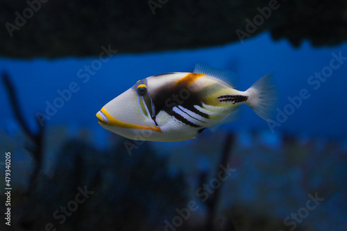 Lagoon triggerfish (Rhinecanthus aculeatus), also known as the Picasso triggerfish. photo
