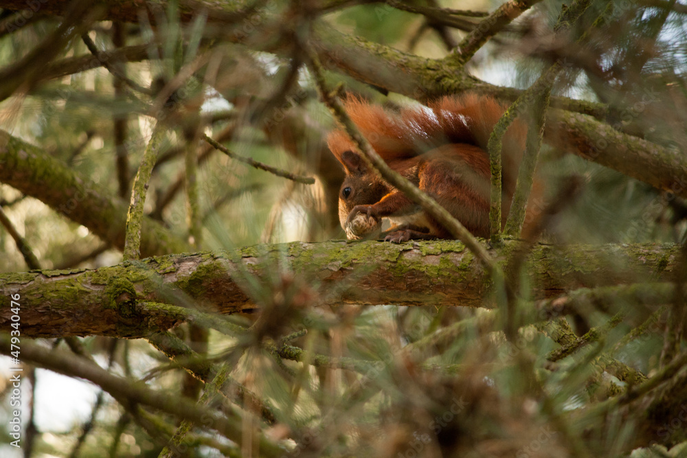 Squirrel sitting in a tree and looking down while eating Squirrel sitting in a tree and looking down while eating