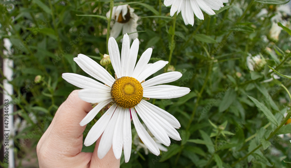 girl guessing on a white chamomile in the garden girl guessing on a white chamomile in the garden