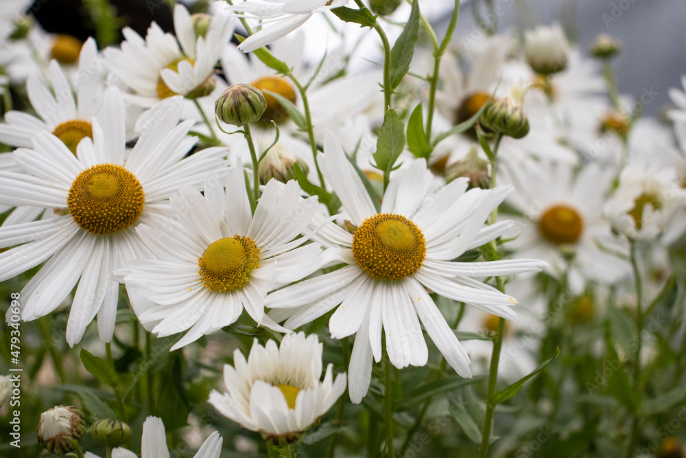 Obraz premium bush of white daisies in the garden