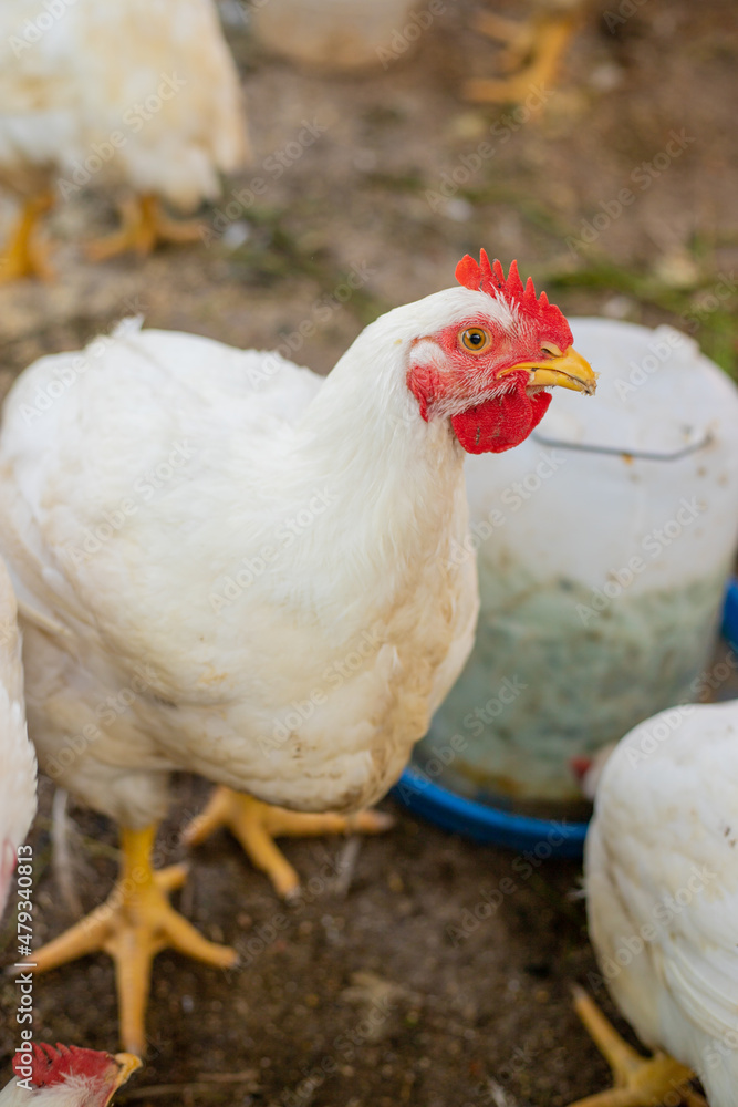 Chickens broilers on the farm. Selective focus. Chickens broilers on the farm. Selective focus.