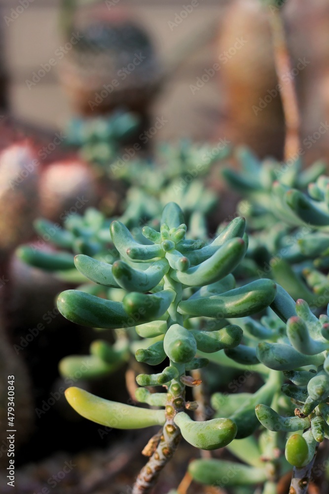 Green succulent plants growing in the desert garden. Green succulent plants growing in the desert garden.