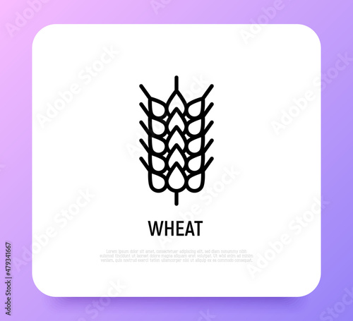 Wheat, cereal, barley thin line icon. Intolerance to gluten symbol. Organic bread. Vector illustration.