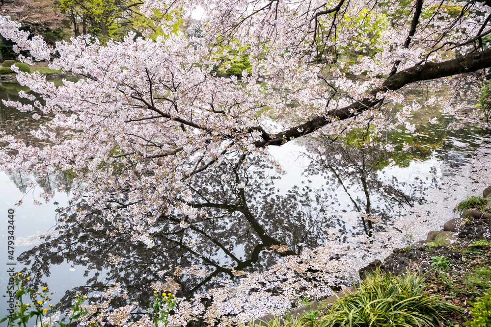 Cherry blossoms with reflection at water side - Tokyo Cherry blossoms with reflection at water side - Tokyo