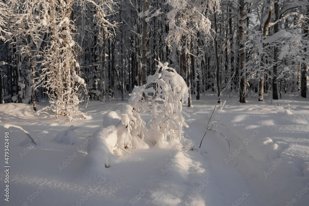 The branches bent to the ground under the weight of the snow. The branches bent to the ground under the weight of the snow.