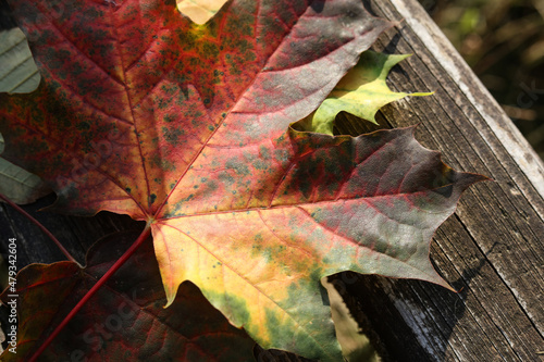 autumn leaves on the wood