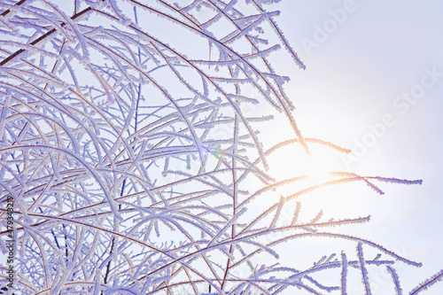 winter landscape with snow-covered tree branches on a frosty clear sunny day, hoarfrost