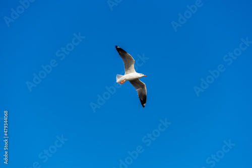 seagull moment beautiful action of wings flying freedom in the blue sky over the sea outdoor landscape.
