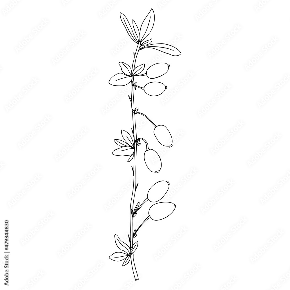 Barberry hand drawn branch vector sketch isolated on white background, line art berry, Natural spicy herbs, graphic doodle cooking ingredient for design package tea, cosmetic, medicine, greeting card Barberry hand drawn branch vector sketch isolated on white background, line art berry, Natural spicy herbs, graphic doodle cooking ingredient for design package tea, cosmetic, medicine, greeting card