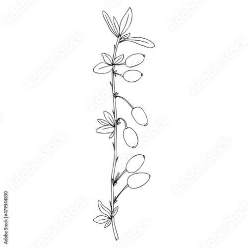 Barberry hand drawn branch vector sketch isolated on white background, line art berry, Natural spicy herbs, graphic doodle cooking ingredient for design package tea, cosmetic, medicine, greeting card