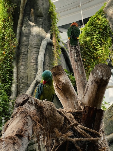 Photography Two great-billed parrots are sitting on wooden stumps in Dubai the green planet