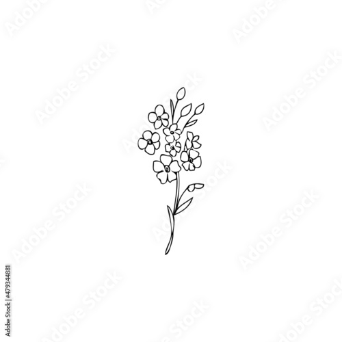 Forget-me-not flower vector illustration isolated on white background, ink sketch, decorative herbal doodle, line art style for design medicine, wedding invitation, greeting card, floral cosmetics