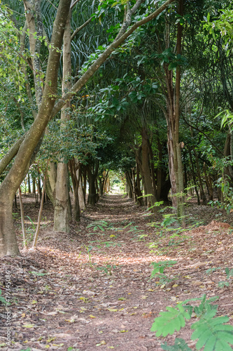 Floresta semelhante a um túnel com ponto iluminado no fim do caminho photo