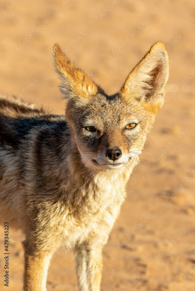 Black-backed Jackal in the Kgalagadi