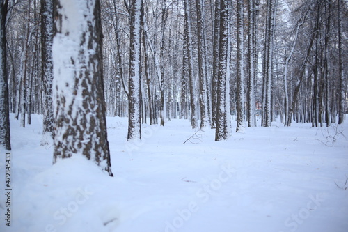 winter landscape in the woods, winter forest, frosty winter days