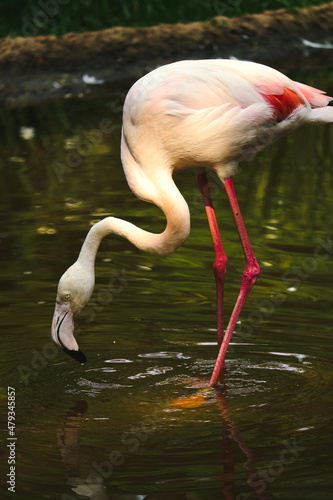 African flamingos, Brazilian tourism, bird park. Brazil