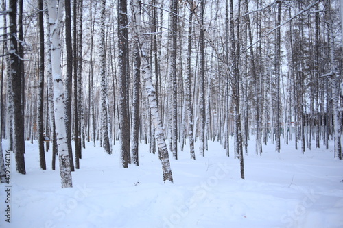 winter landscape in the woods, winter forest, frosty winter days