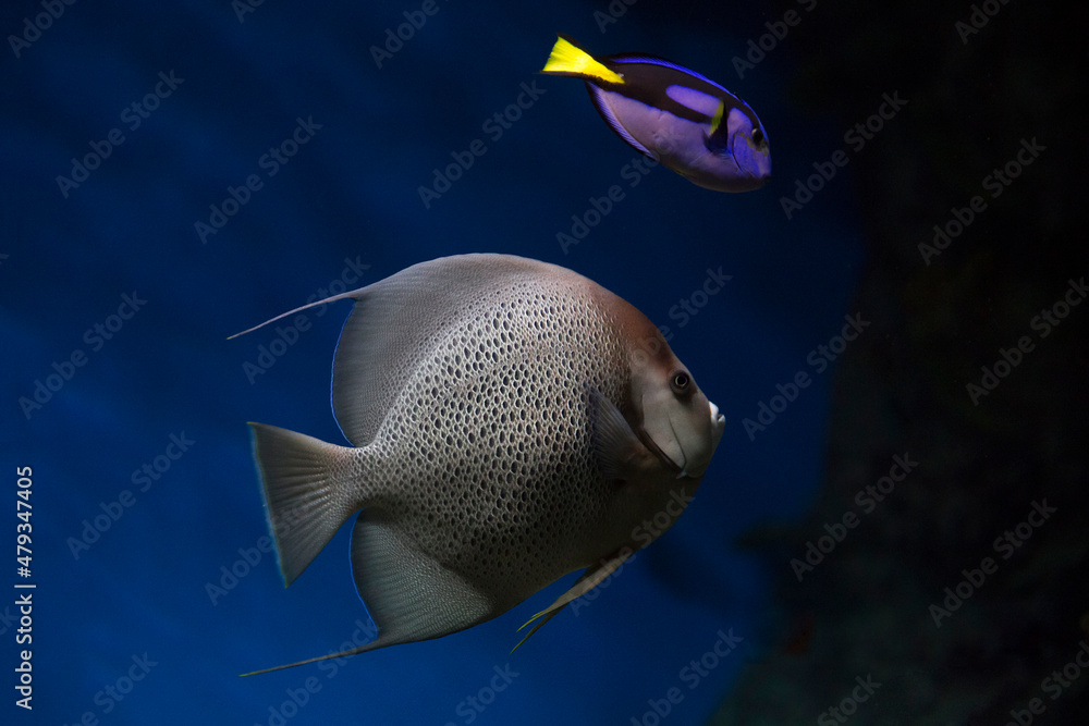 Naklejka premium French angelfish (Pomacanthus paru). Fish under water. Blur.