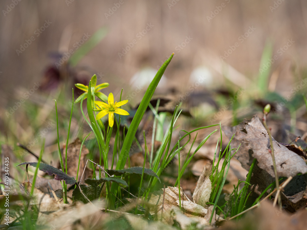 Yellow star-of-Bethlehem (Gagea lutea) flower blooming in spring forest