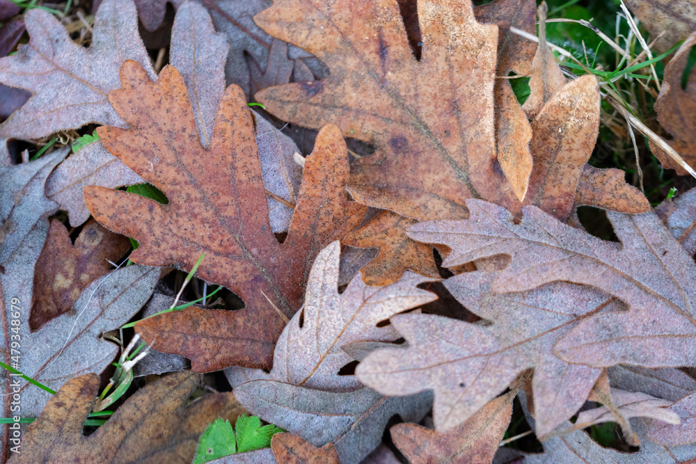 Autumn leaves on the ground