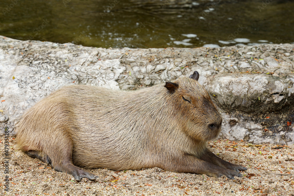 The Capybara giant rat is cute animal in garden The Capybara giant rat is cute animal in garden