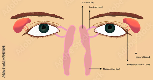 Lacrimal duct anatomy description. Green eyes illustration of lacrimal system structures. photo