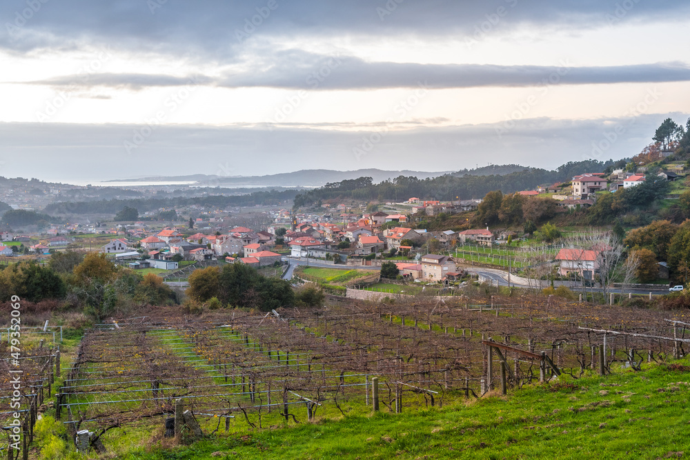 vineyard fields of rias baixas in galicia, Spain