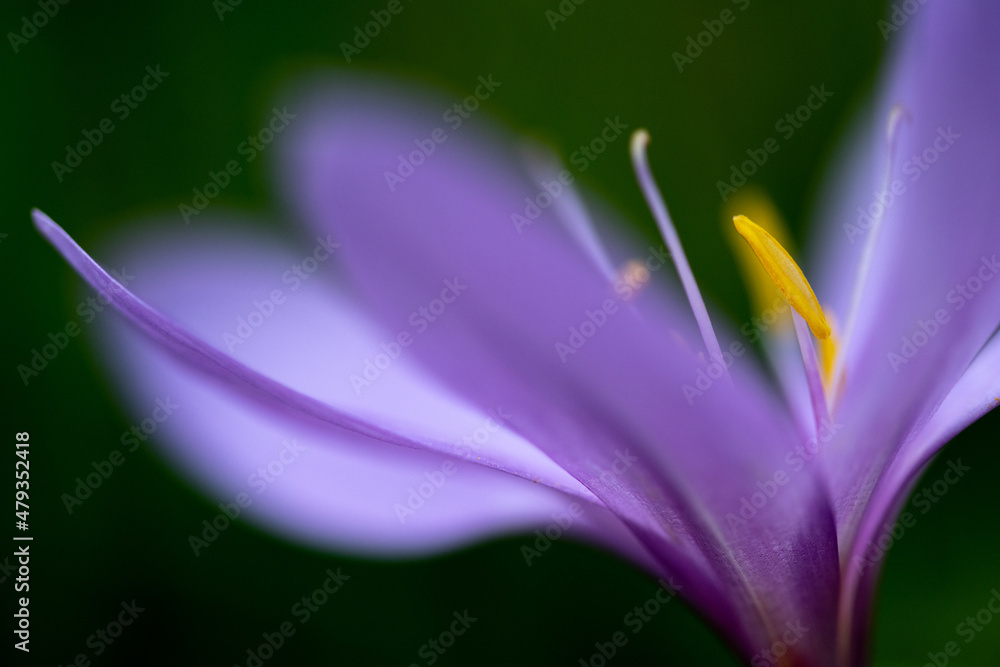 Crocus vernus of spring crocus. Spring flowers with purple petals. Close-up. Macro. Soft focus for dreamlike background Crocus vernus of spring crocus. Spring flowers with purple petals. Close-up. Macro. Soft focus for dreamlike background