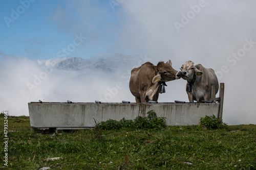Two swiss cows kissing in the swiss alps with mountain in background. Cattle with emotional muzzle flirting and take care of each other. Closeup portrait of lovely cows with kind feelings faces