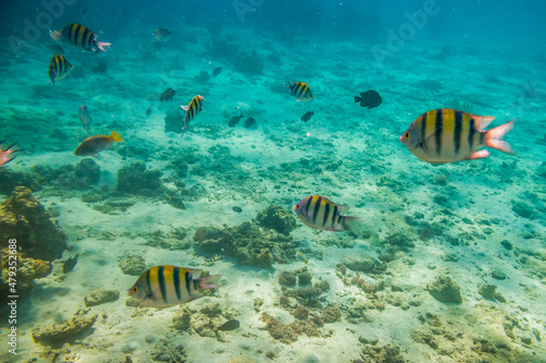 beautiful fish swim between coral reefs in the warm clear waters of the Red Sea