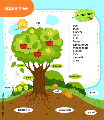 education vocabulary apple tree vector illustration
